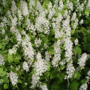TIARELLA CORDIFOLIA `RUNNING TAPESTRY`