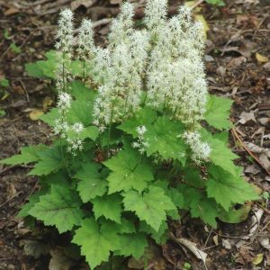 TIARELLA CORDIFOLIA
