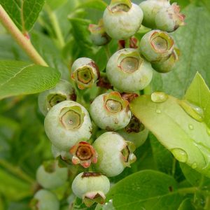 VACCINIUM CORYMBOSUM `PATRIOT`