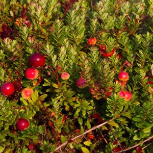VACCINIUM MACROCARPON `PILGRIM`