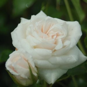 ROSA `ICEBERG`
