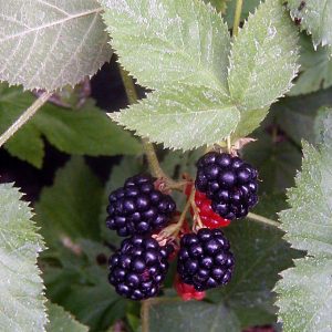 RUBUS `BLACK SATIN`