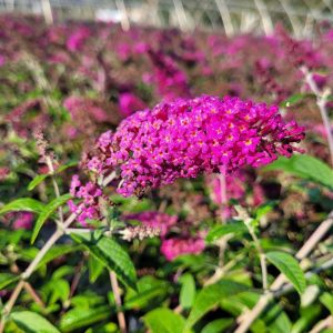 BUDDLEIA X `MISS RUBY`