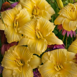 HEMEROCALLIS RAINBOW RHYTHM `GOING BANANAS`