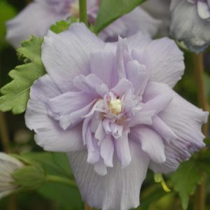 HIBISCUS SYR. `BLUE CHIFFON`