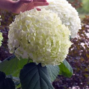 HYDRANGEA ARB. `INCREDIBALL`
