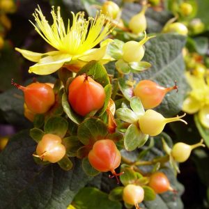 HYPERICUM INODORUM `PUMPKIN`