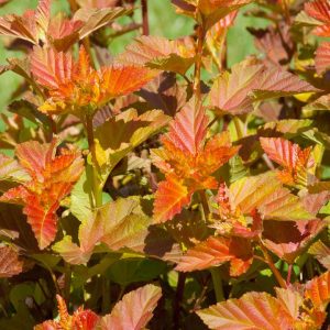 PHYSOCARPUS OP. `AMBER JUBILEE`