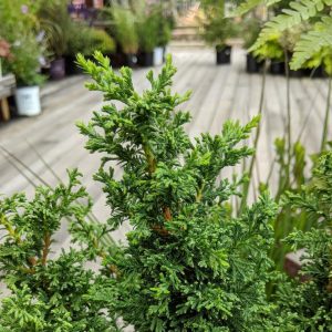 CHAMAECYPARIS THYOIDES `TOP POINT`