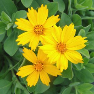 COREOPSIS `SUNSHINE SUPERMAN`