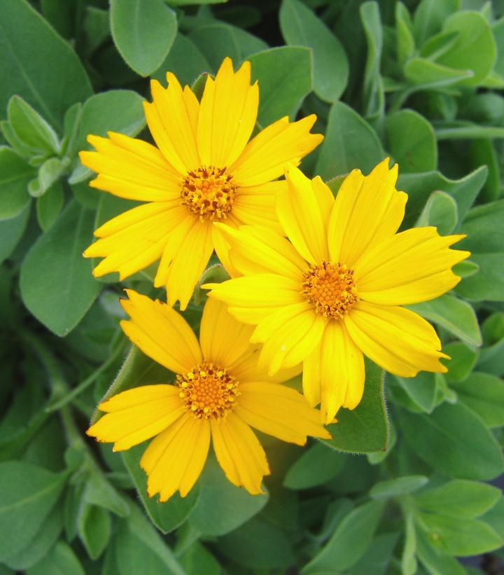 COREOPSIS `SUNSHINE SUPERMAN`