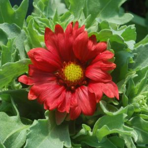 GAILLARDIA ARISTATA `BURGUNDY`