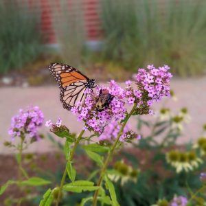 PHLOX PANICULATA `JEANA`