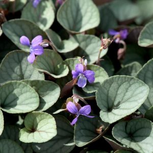 VIOLA WALTERI `SILVER GEM`