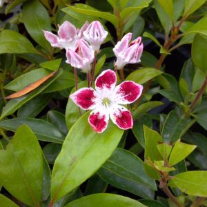 KALMIA LATIFOLIA `GALAXY`