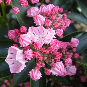 KALMIA LATIFOLIA `GOOD SHOW`