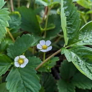 FRAGARIA ALPINA `ALEXANDRIA`