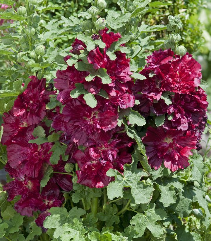 ALCEA `SPRING CELEBRITIES CRIMSON`