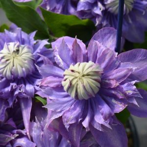 CLEMATIS `DIAMANTINA`