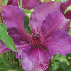 CLEMATIS `FLEURI`