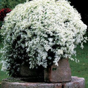 CLEMATIS PANICULATA - WHITE