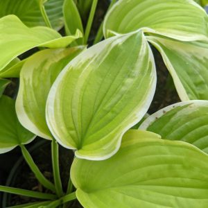 HOSTA `FRAGRANT BOUQUET`