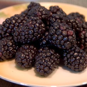 RUBUS OCCIDENTALIS `BRISTOL` (BLACK)
