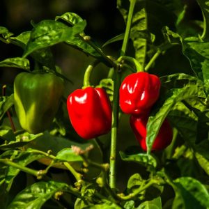 PEPPER `RED HABANERO` (HOT HABANERO)