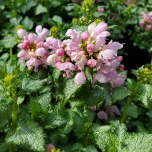 LAMIUM MACULATUM `PINK PEWTER`