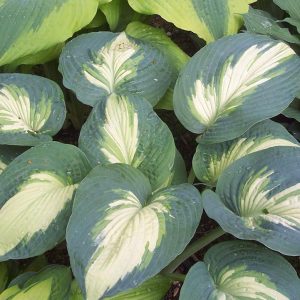 HOSTA SHADOWLAND `HUDSON BAY`