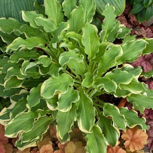 HOSTA SHADOWLAND `WHEEE`
