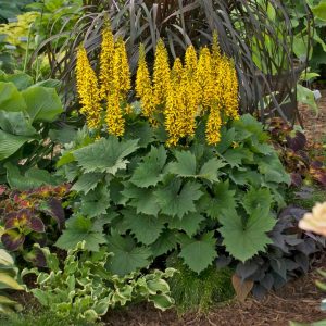 LIGULARIA `BOTTLE ROCKET`