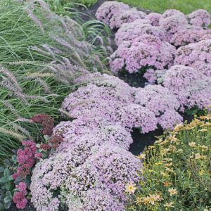 SEDUM ROCK `N ROUND `PURE JOY`