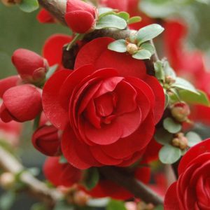 CHAENOMELES `DOUBLE TAKE SCARLET`