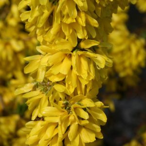 FORSYTHIA X `SHOW OFF STARLET`