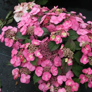 HYDRANGEA M.S. `TUFF STUFF`