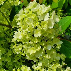 HYDRANGEA PAN. `BOBO`