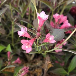 WEIGELA `SPILLED WINE`