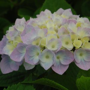 HYDRANGEA M `NANTUCKET BLUE`