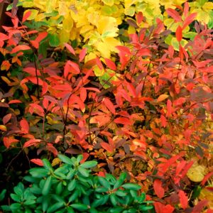 ITEA VIRGINICA `HENRY`S GARNET`