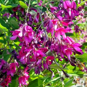 LESPEDEZA THUNBERGII `GIBRALTAR`