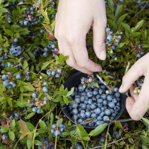 VACCINIUM ANGUSTIFOLIUM