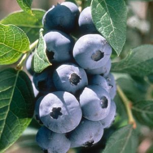 VACCINIUM X `CHANDLER`