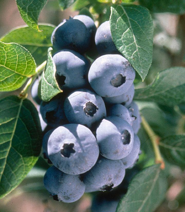 VACCINIUM X `CHANDLER`
