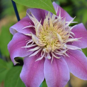 CLEMATIS `JOSEPHINE`