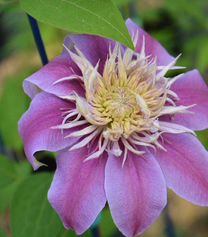 CLEMATIS `JOSEPHINE`