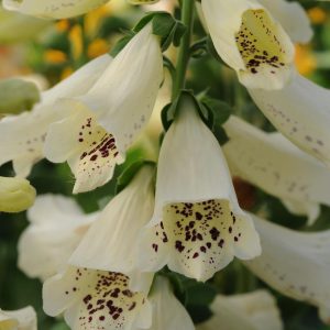 DIGITALIS PURPUREA `DALMATION CREME`