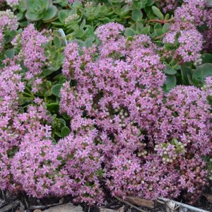 SEDUM SUN SPARKLER `LIME ZINGER`