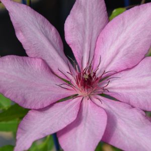 CLEMATIS `GISELLE`