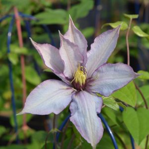 CLEMATIS `SAMARITAN JO`